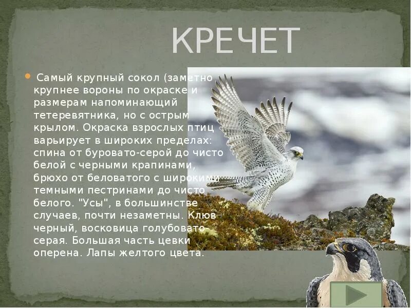Кречет птица фото и описание Хищные птицы