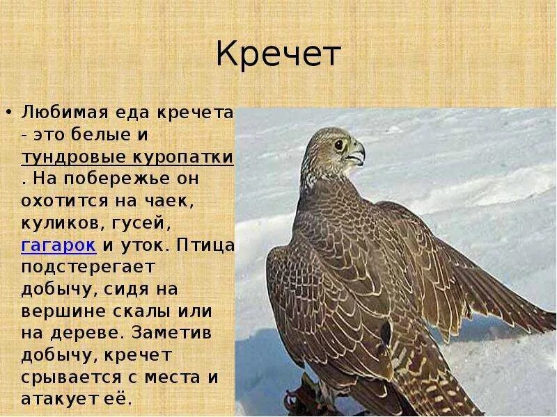 Кречет птица фото и описание Тундра - презентация, доклад, проект скачать
