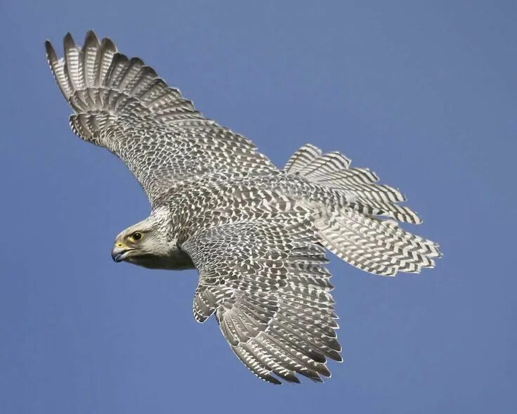 Кречет птица фото и описание Gyrfalcon Birds of prey, Raptors bird, Birds