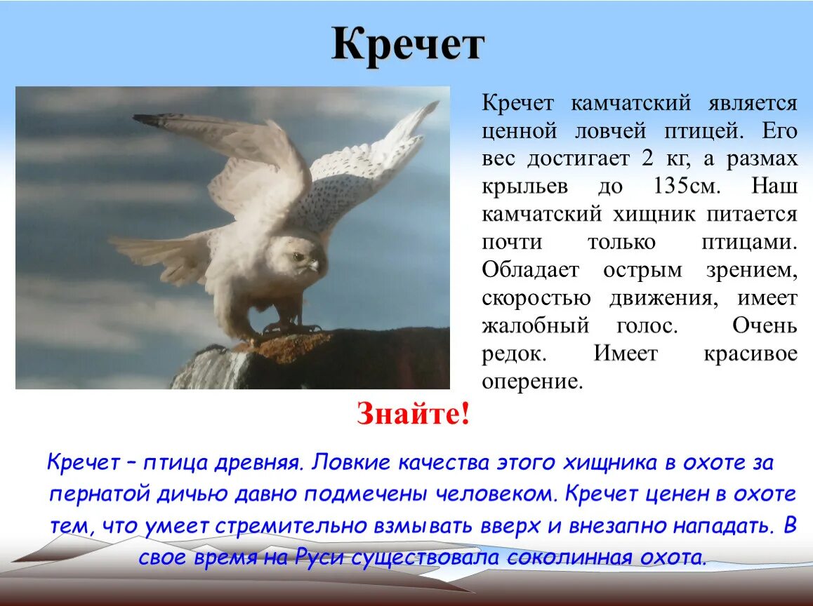Кречет птица фото и описание Презентация-энциклопедия по окружающему миру (1-4 класс)