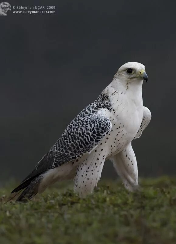 Кречет птица фото и описание "Gyrfalcon (Falco rusticolus) : Gyrfalcons have been highly regarded by falconer