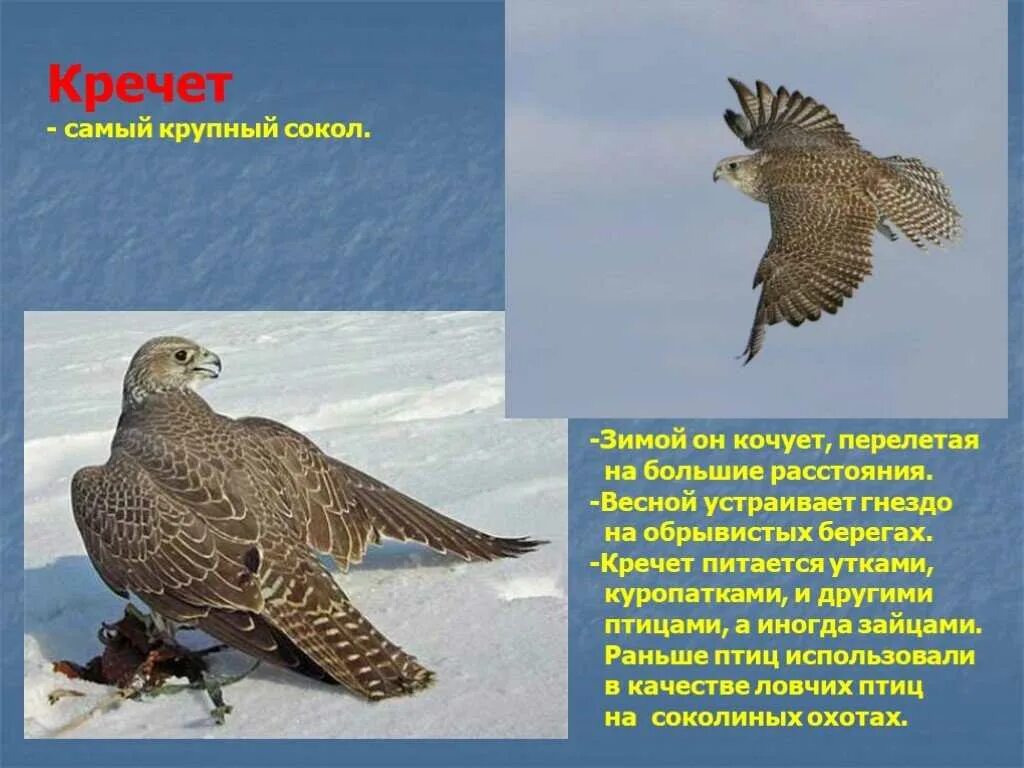 Кречет птица фото и описание Кречет (falco rusticolus): описание, фото, голос, интересные факты