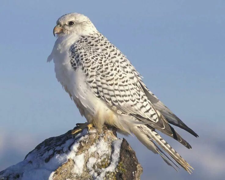 Кречет птица фото и описание The largest falcon in the world, the ghostly Gyrfalcon (Falco rusticolus) is a f