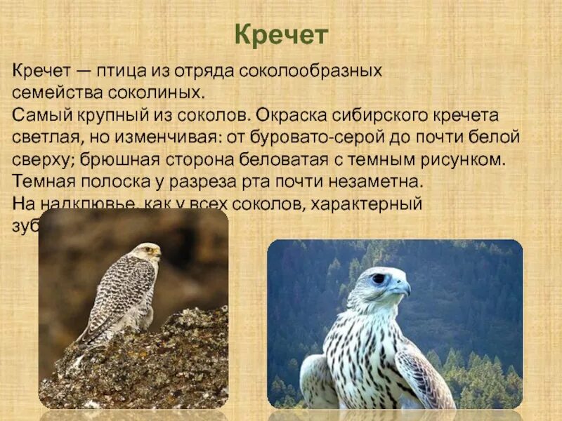 Кречет птица фото и описание Птица семейства соколиных 5 букв: найдено 89 изображений