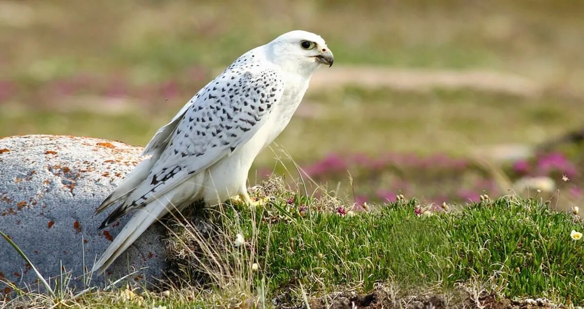 Кречет птица фото и описание Gyrfalcon Life History, All About Birds, Cornell Lab of Ornithology