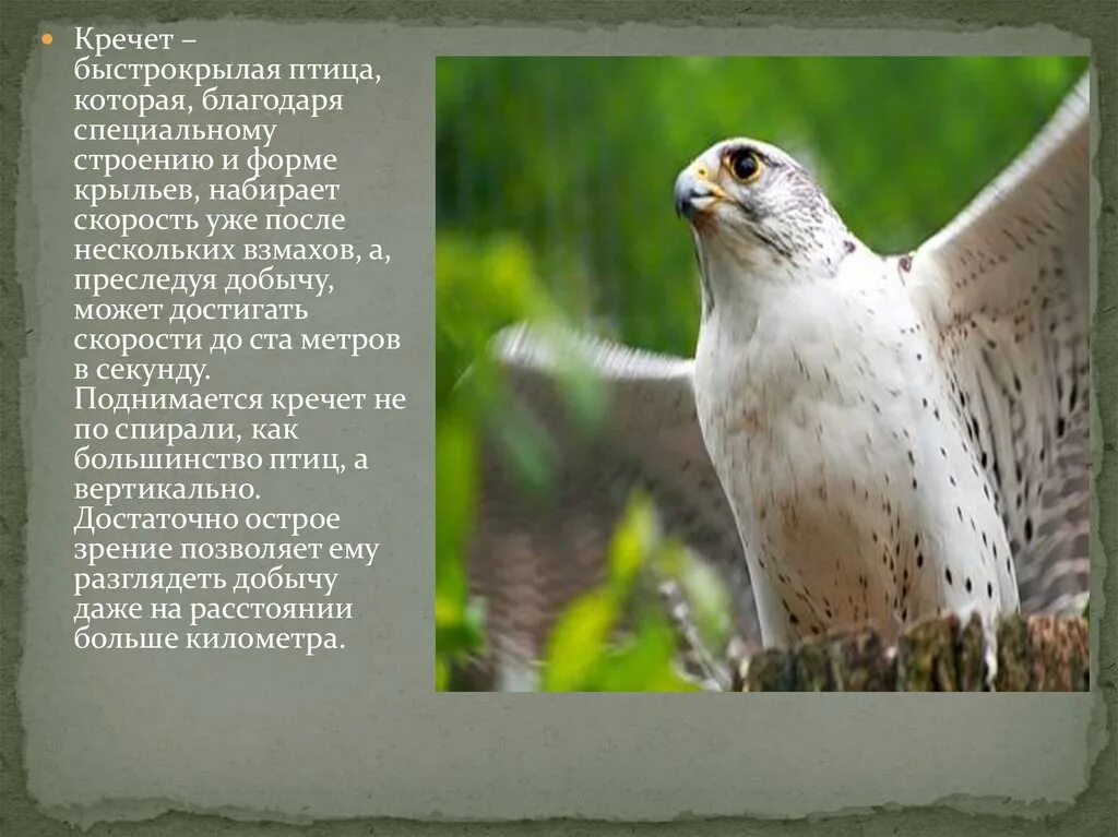 Кречет птица фото и описание Семена подсолнечника кречет: найдено 87 изображений