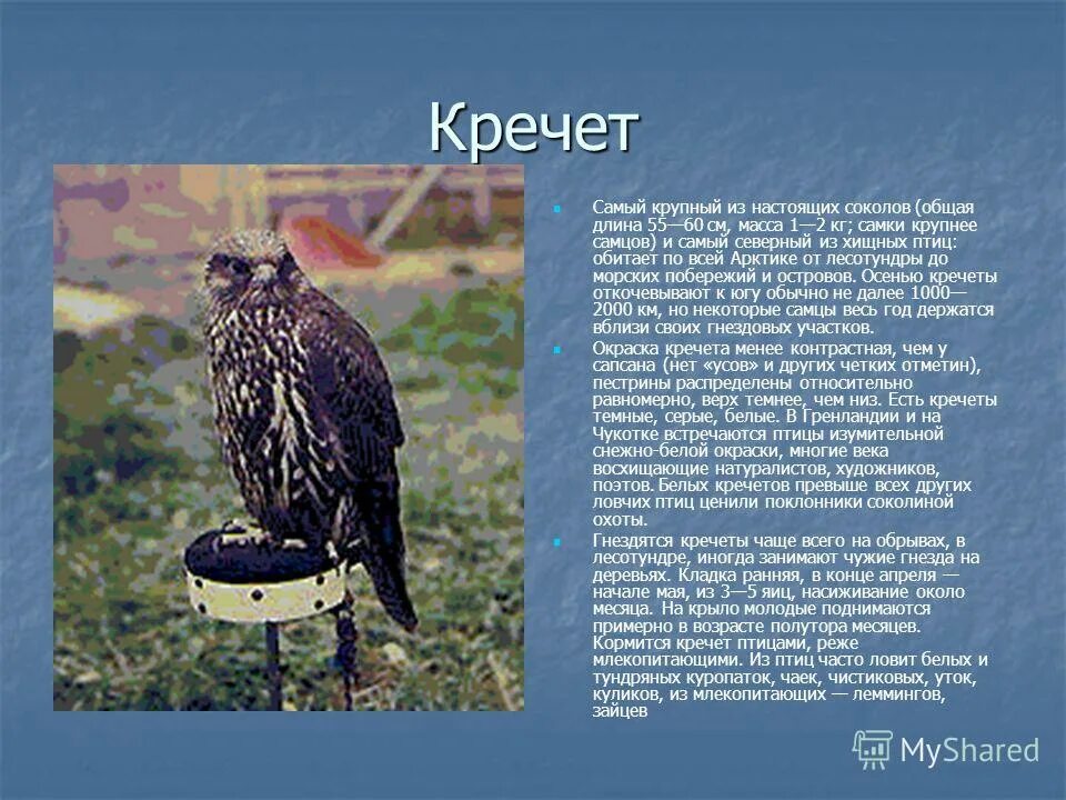 Кречет птица фото и описание Кречет сообщение 4 класс: найдено 89 картинок