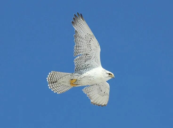 Кречет птица фото и описание Gyrfalcon Birds, Owl, Wildlife