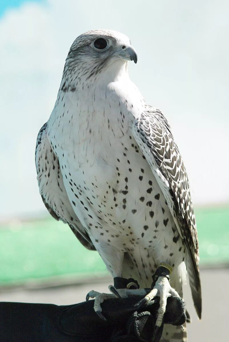 Кречет птица фото и описание Файл:Falco rusticolus 1.jpg - Википедия
