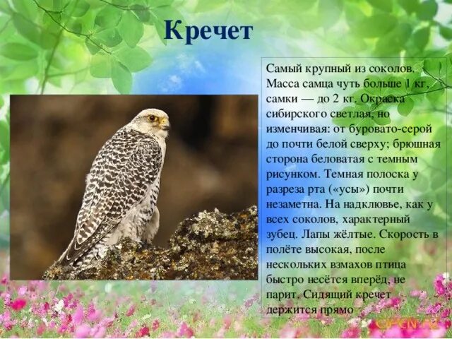 Кречет птица фото и описание Птицы Алтайского края. - начальные классы, презентации