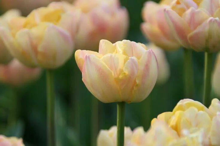 Крем апстар тюльпан фото Tulips By Bloom Time Spring perennials, Fragrant flowers, Types of tulips