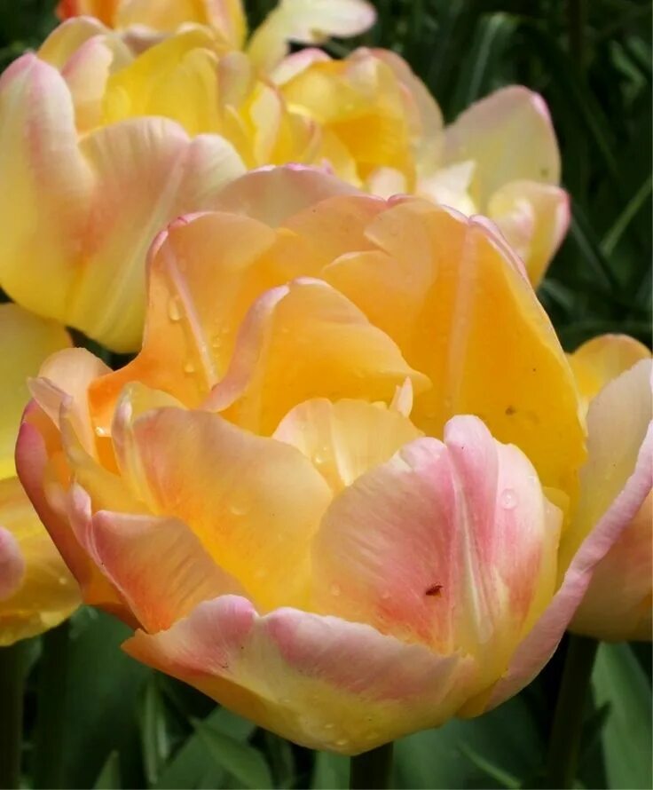 Крем апстар тюльпан фото Tulip Creme Upstar - Peony Flowering Tulips - Tulips - Flower Bulb Index Bulb fl