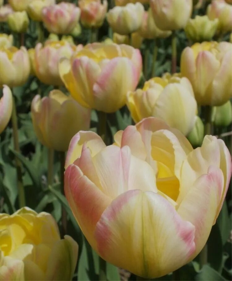 Крем апстар тюльпан фото Tulip Creme Upstar - Peony Flowering Tulips - Tulips - Fall 2014 Flower Bulbs Bu