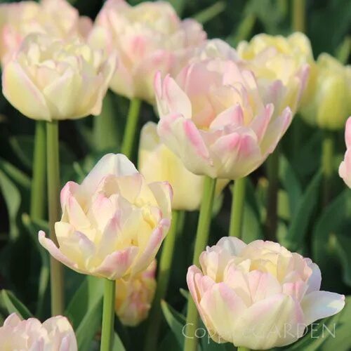Крем апстар тюльпан фото Tulip 'Creme Upstar' ブ-ケ