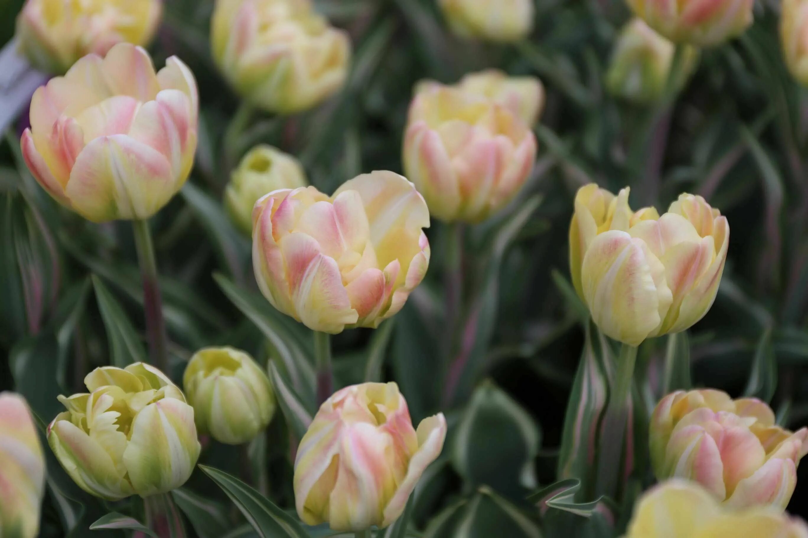 Крем апстар тюльпан фото Blog Spring bulbs, Bulb flowers, Fall bulbs