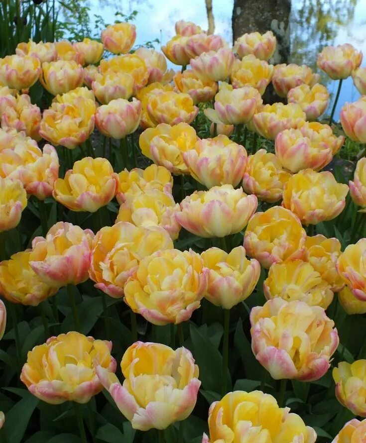 Крем апстар тюльпан фото Tulip Creme Upstar - Peony Flowering Tulips - Tulips - Flower Bulb Index