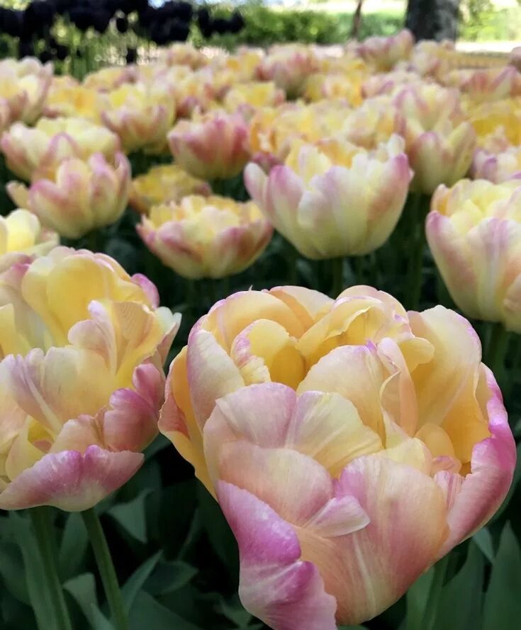 Крем апстар тюльпан фото 20 - Tulip Creme Upstar Bulb flowers, Tulips, Flowers