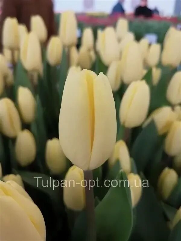 Крем фреш тюльпан фото Крем Фреш Creme Fraiche - Триумф