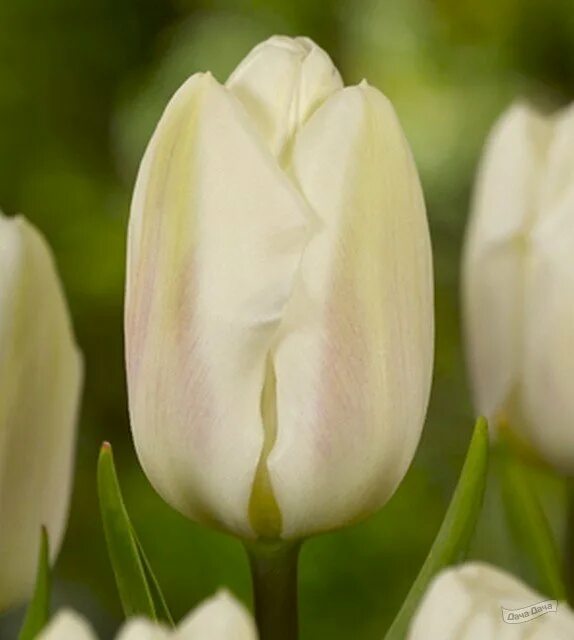 Крем фреш тюльпан фото Тюльпан триумф Крем флаг (Tulip Creme Flag) - описание сорта, фото, саженцы, пос