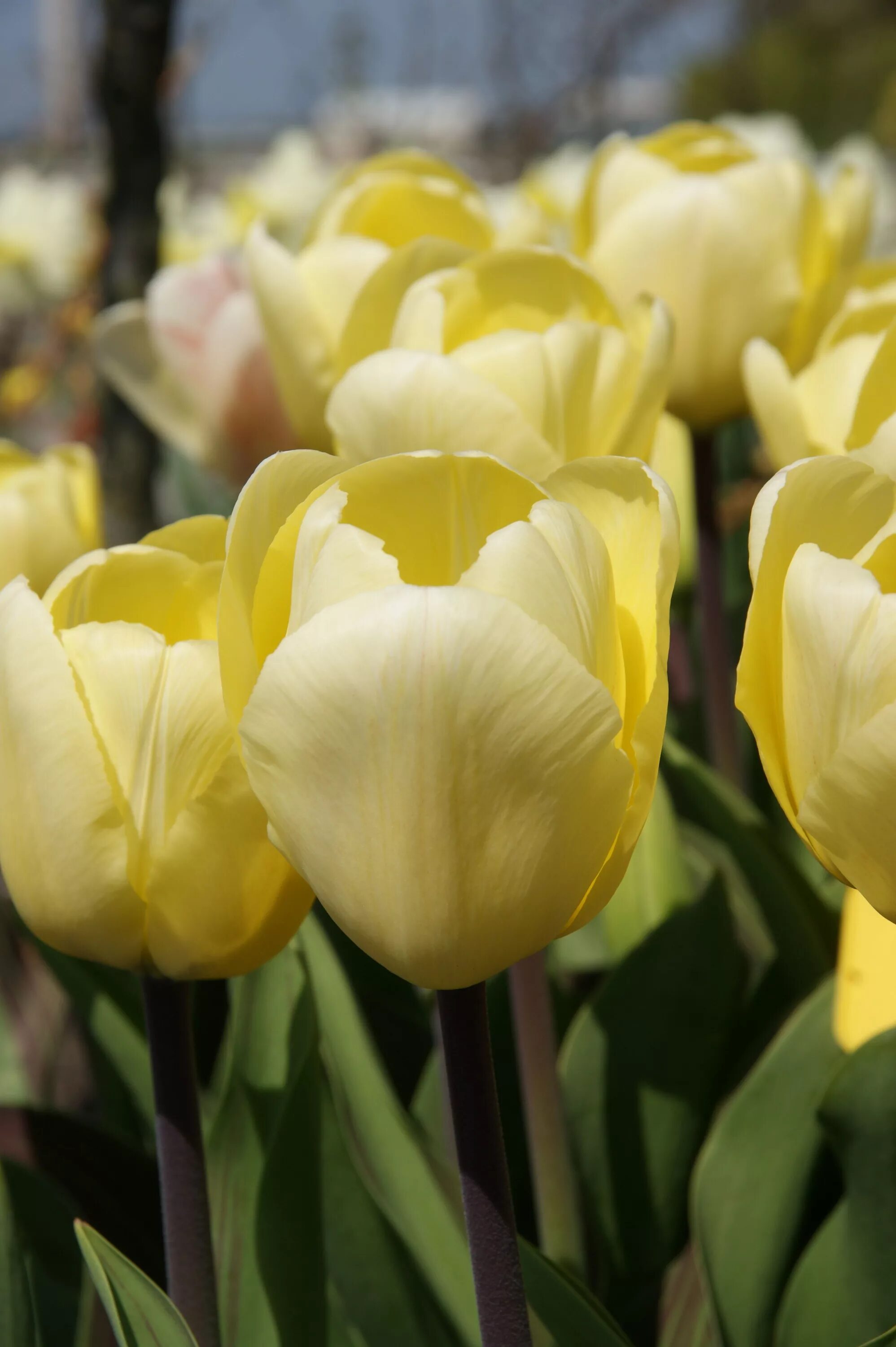 Крем фреш тюльпан фото Tulip Vanilla Cream - Dutch Garden World ท ว ล ป