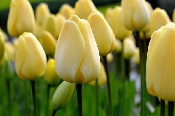 Крем фреш тюльпан фото Tulip Ivory Floradale Top size bulbs Tulips, Tulip bulbs, Planting flowers