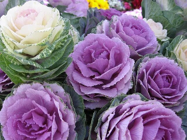 Крем пинк декоративная капуста фото и описание Kale Flowers Flowers, Cabbage flowers, Flowering kale