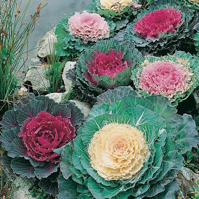 Крем пинк декоративная капуста фото и описание 50 Pcs Ornamental Kale Flowering Seeds-brassica - Etsy Ornamental cabbage, Ornam