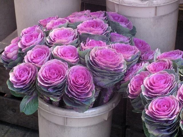 Крем пинк декоративная капуста фото и описание Four Seasons in Japan: Winter peonies Ornamental cabbage, Cabbage flowers, Flowe