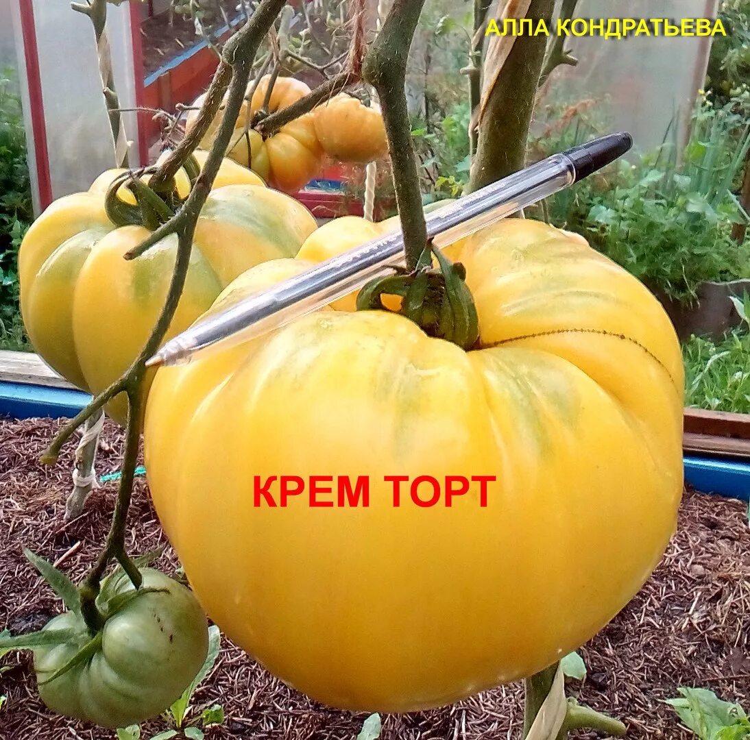 Крем торт томат описание и фото Томат КРЕМ-ТОРТ, 5 семян Дачная Коллекция