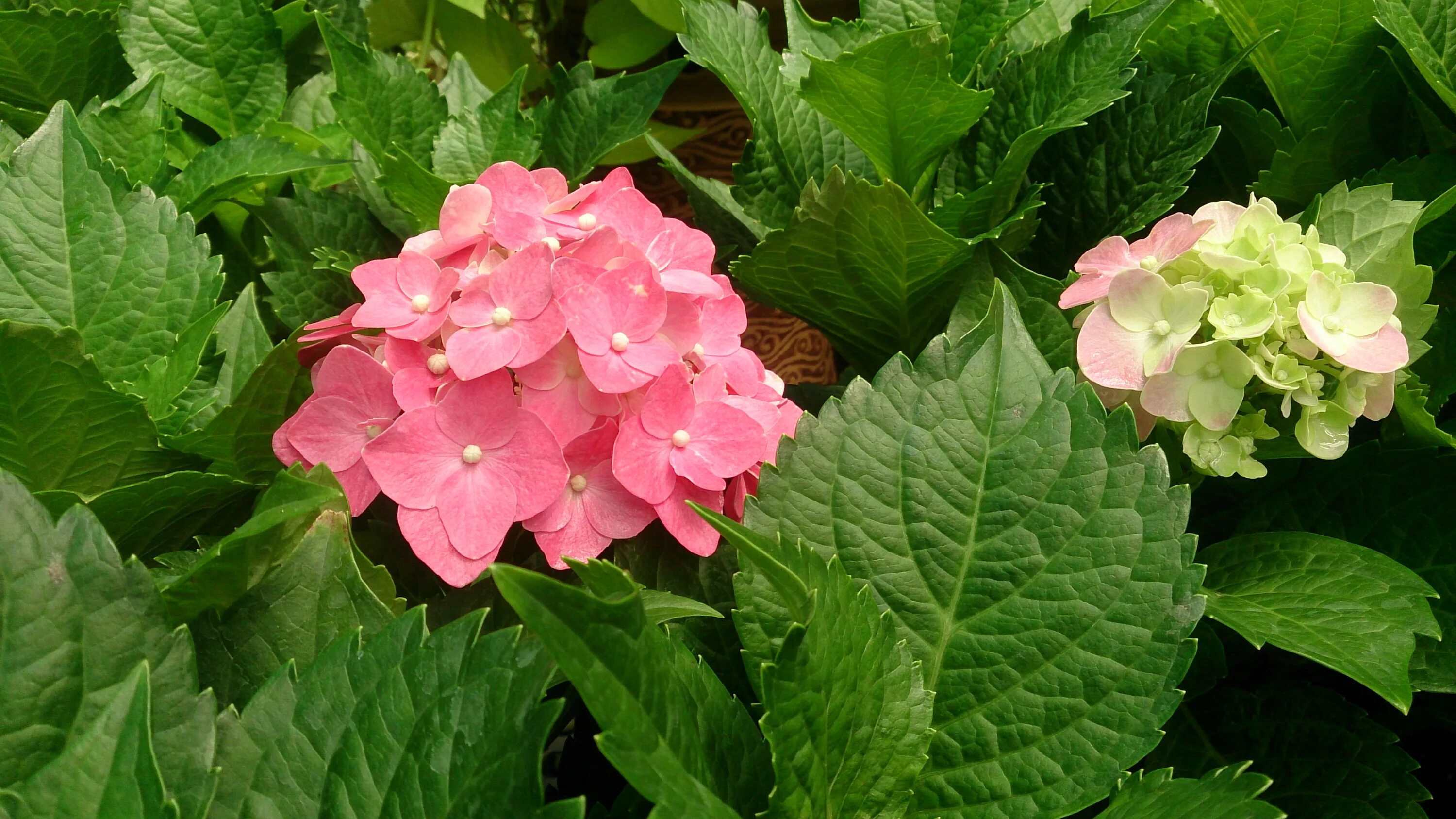 Крупнолистная гортензия фото листьев File:Bigleaf Hydrangea (Hydrangea macrophylla) 4.jpg - Wikimedia Commons