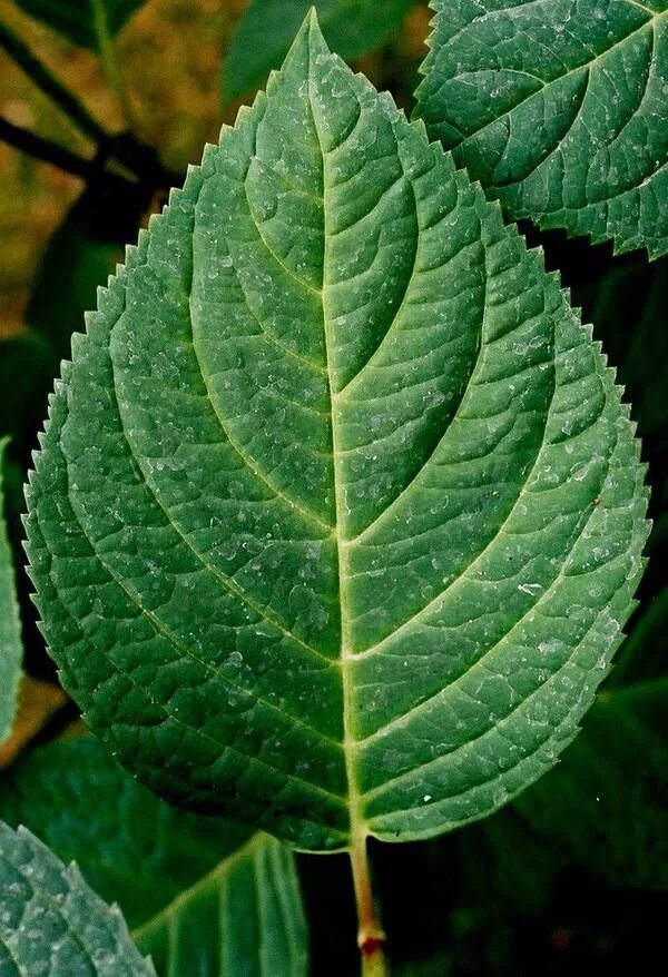 Крупнолистная гортензия фото листьев Related image Hydrangea leaves, Annabelle hydrangea, Leaves