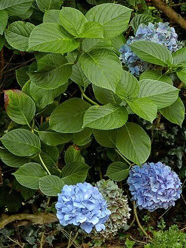 Крупнолистная гортензия фото листьев Pin em plantas e.