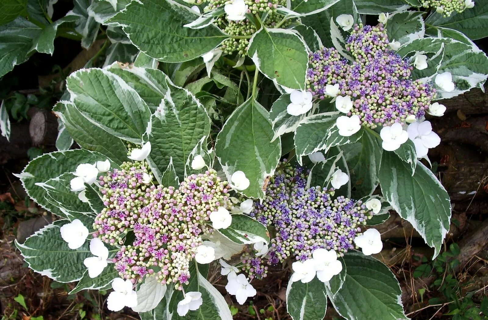 Крупнолистная гортензия фото листьев Wallpaper : hydrangea, leaves, colorful, unusual 1920x1260 - - 688340 - HD Wallp