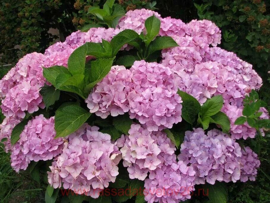 Крупнолистная гортензия розовая названия и фото Купить Гортензия Early ® Pink 120 с доставкой по всей России