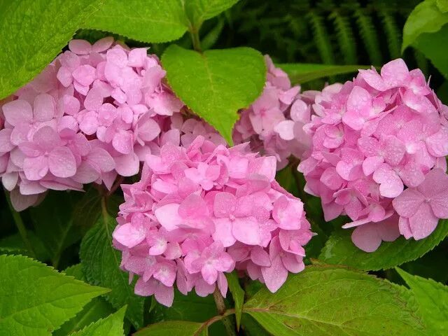 Крупнолистная гортензия розовая названия и фото Фотография Flowers, Plants, Rose