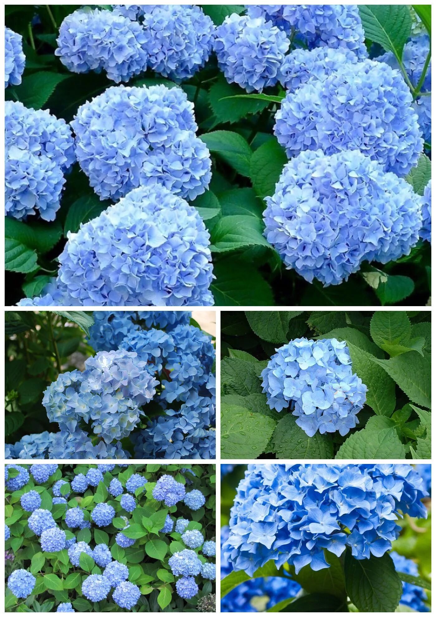 Крупнолистные гортензии сорта и описание с фото Гортензия крупнолистовая Nikko Blue.