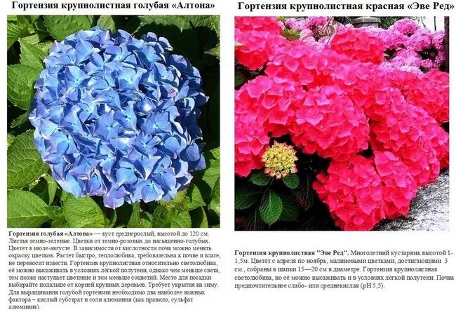 Крупнолистные гортензии сорта и описание с фото Гортензия крупнолистная сорта и названиями AnikStroy.ru