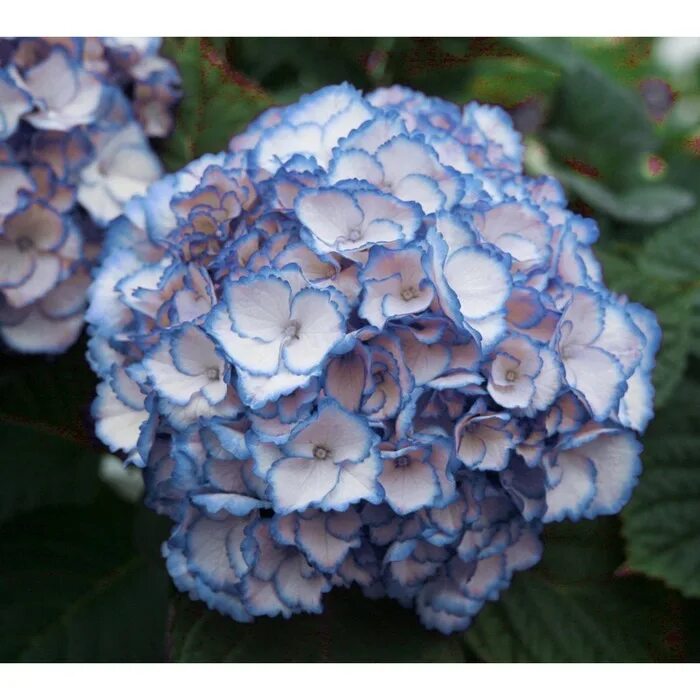 Крупнолистные гортензии сорта и описание с фото Саженец Гортензия "macr. Fabolo Blue", Горшок P10,5, Лето 2024 (10521669) - Купи