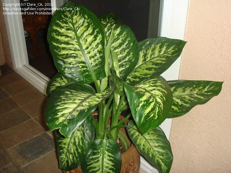 Крупнолистные комнатные растения фото и названия PlantFiles Pictures: Dieffenbachia (Dieffenbachia bowmannii) by timrann Plant le
