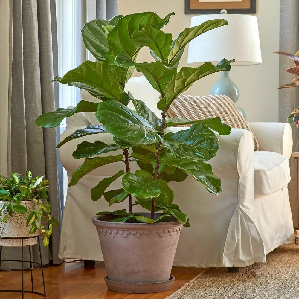 Крупнолистные комнатные растения фото и названия Fiddle-Leaf Fig Large indoor plants, Tall indoor plants, Tropical house plants