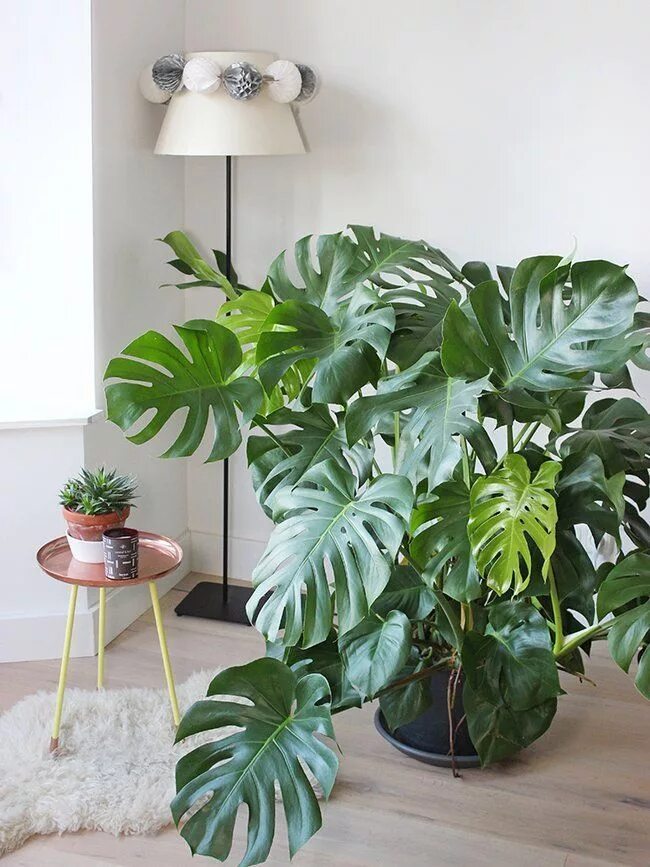 Крупнолистные комнатные растения фото и названия Monstera Mania Indoor plants, Plant decor, Plants