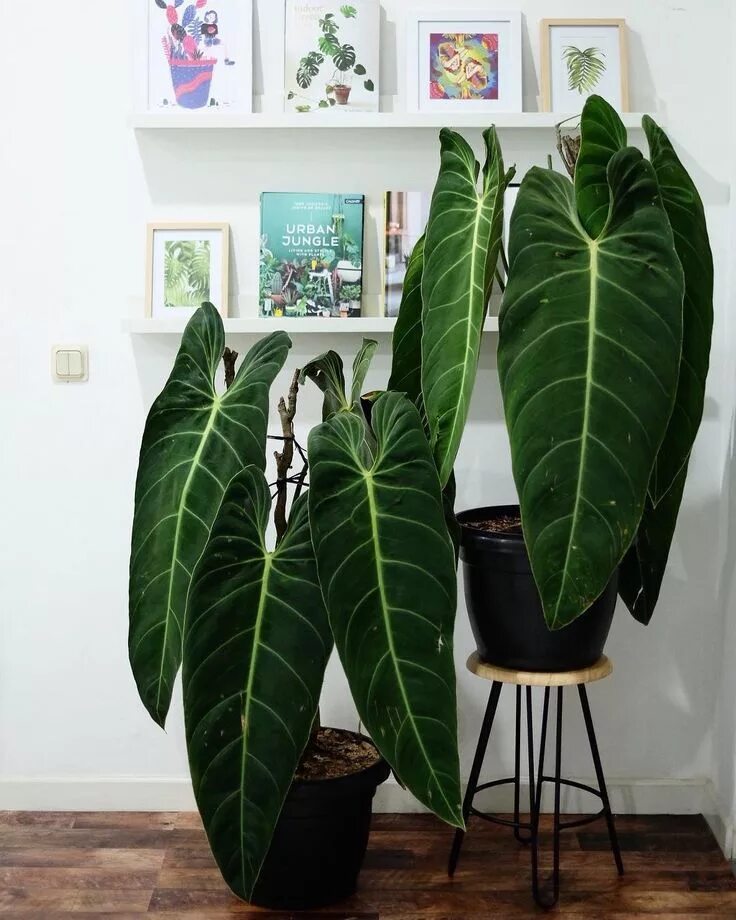 Крупнолистные комнатные растения фото и названия Philodendron melanochrysum. My what big foliage you have! Plants, House plants i