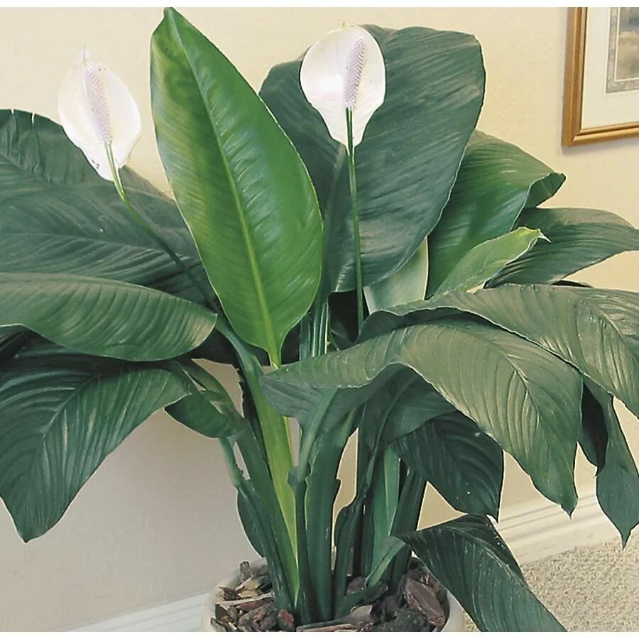 Крупнолистовые комнатные растения фото и названия White Sensation Peace Lily (L03943hp) Lowes.com Peace lily, Large leaf plants, P