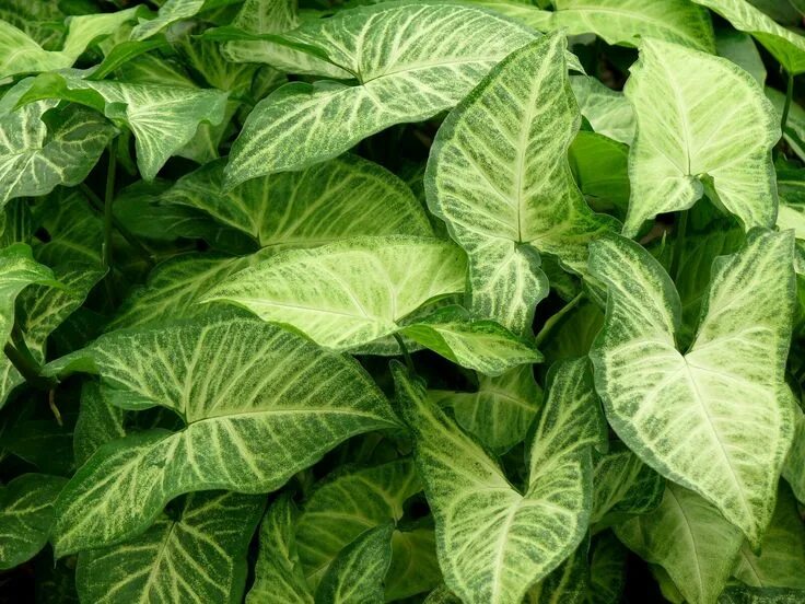 Крупнолистовые комнатные растения фото и названия Syngonium 'White Butterfly' Arrowhead plant, Butterfly plants, Easy care plants