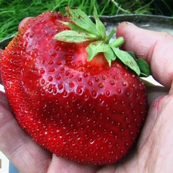 Крупноплодная клубника сорта фото Клубника Камрад Победитель купить саженцы в интернет магазине Сады-Эдема