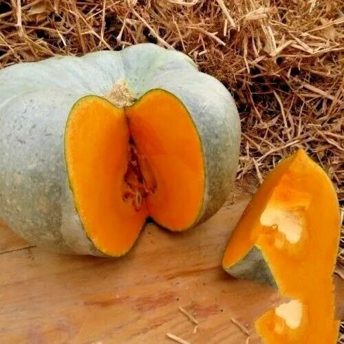 Крупноплодная тыква фото BIG PACK SIZE Pumpkin seeds Volga gray mid-ripe vegetable from Ukraine 20 gr eBa