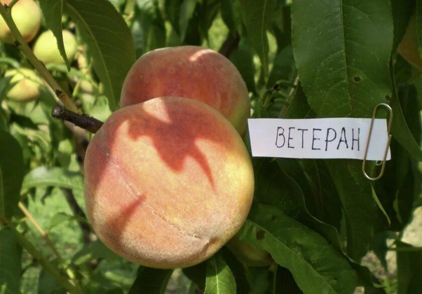 Крупноплодные сорта персика фото описание Персик Ветеран: особенности и характеристики сорта, правила посадки, тонкости вы