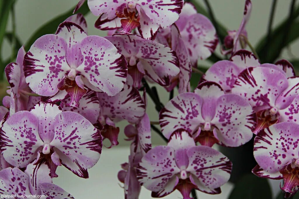 Крупноцветковые орхидеи фаленопсис сорта фото Орхидея фаленопсис сорта фото - DelaDom.ru