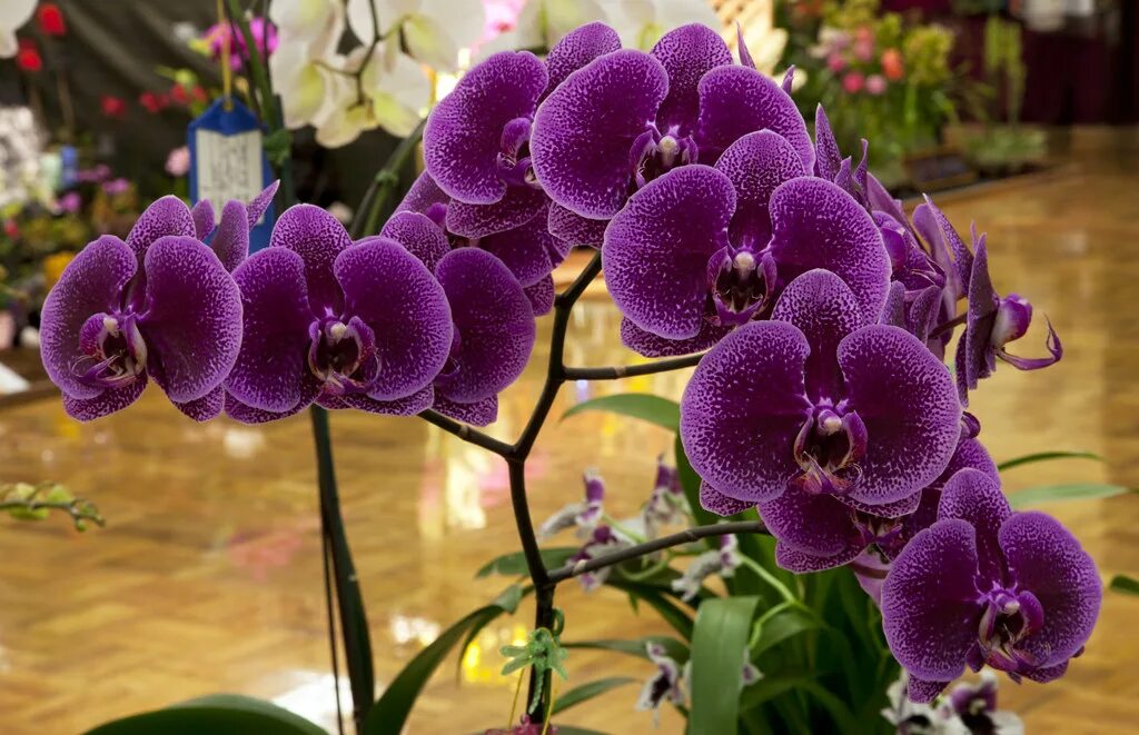 Крупноцветковые орхидеи фаленопсис сорта фото Doritaenopsis Yu Pin Lady 'Sweetheart' Don Flickr
