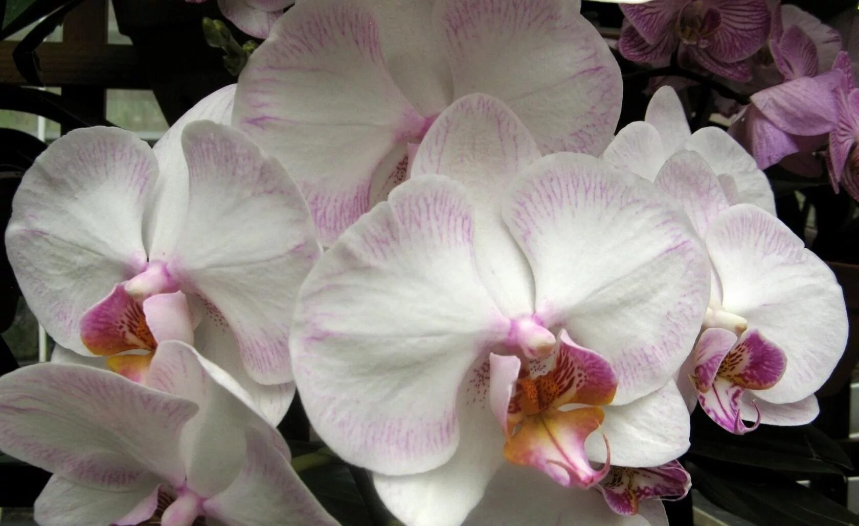 Крупноцветковые орхидеи фаленопсис сорта фото Wallpaper : orchids, flowers, close up, white, exotic 1680x1030 - 4kWallpaper - 